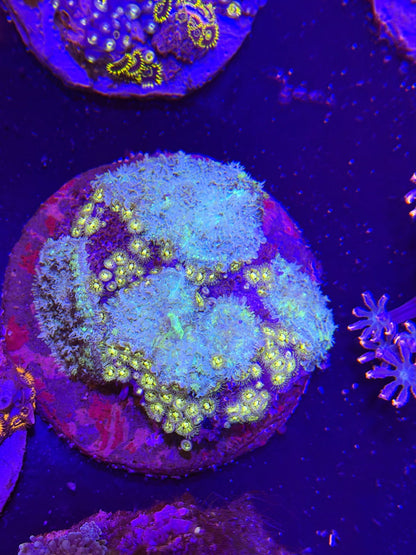 WYSIWYG Rhodactis Mushroom Zoa Mix Colony - What The Frag Corals