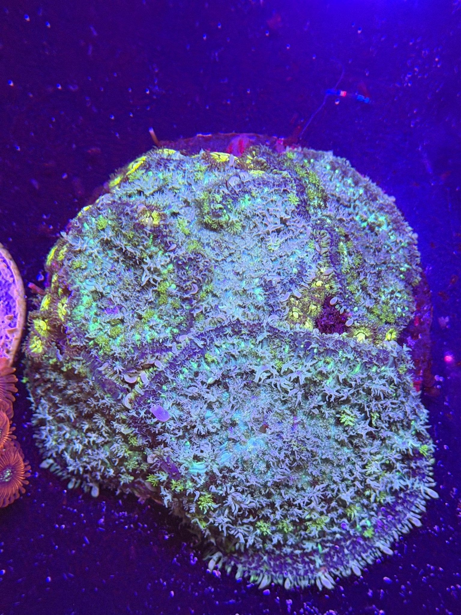 WYSIWYG Rhodactis Mushroom Zoa Mix Colony - What The Frag Corals