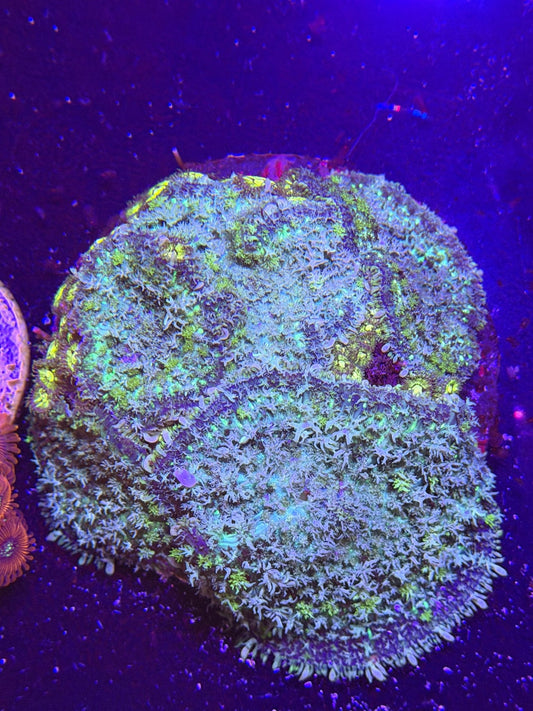WYSIWYG Rhodactis Mushroom Zoa Mix Colony - What The Frag Corals