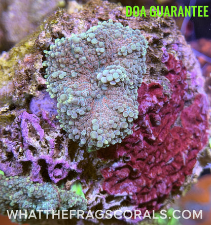 WYSIWYG Ricordea Yuma Mushrooms - What The Frag Corals