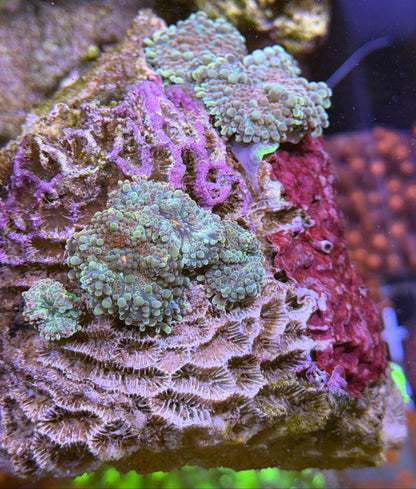 WYSIWYG Ricordea Yuma Mushrooms - What The Frag Corals