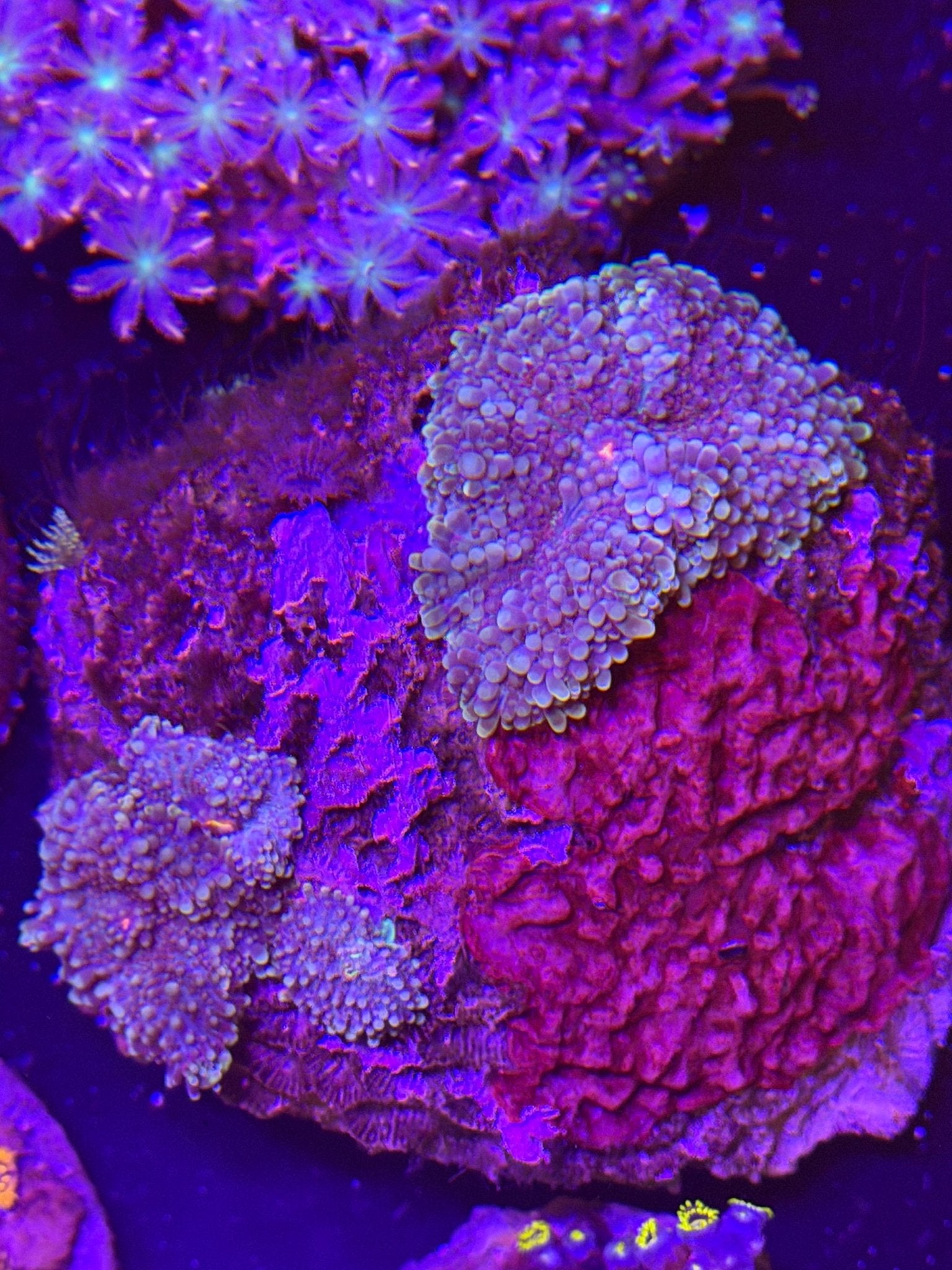 WYSIWYG Ricordea Yuma Mushrooms XL - What The Frag Corals