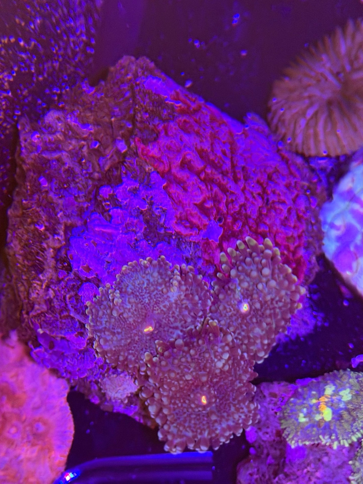 WYSIWYG Ricordea Yuma Mushrooms XL - What The Frag Corals