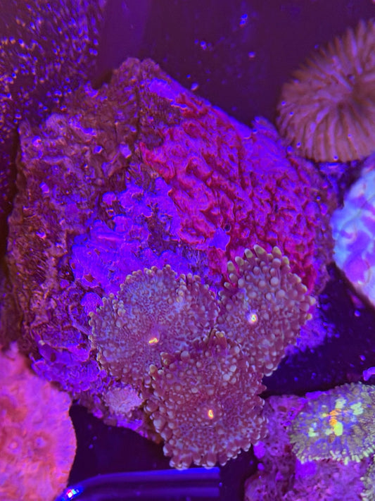 WYSIWYG Ricordea Yuma Mushrooms XL - What The Frag Corals