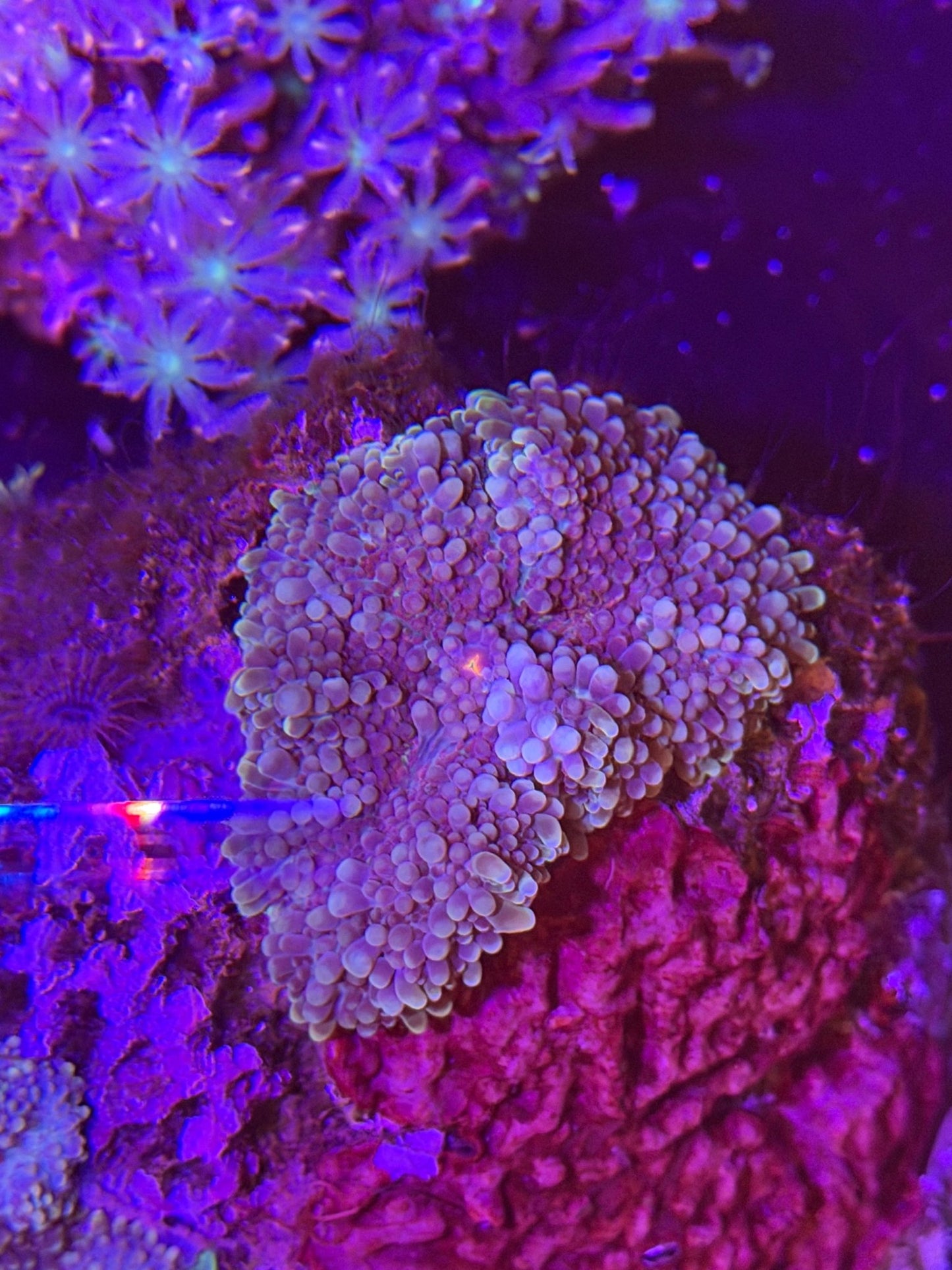 WYSIWYG Ricordea Yuma Mushrooms XL - What The Frag Corals