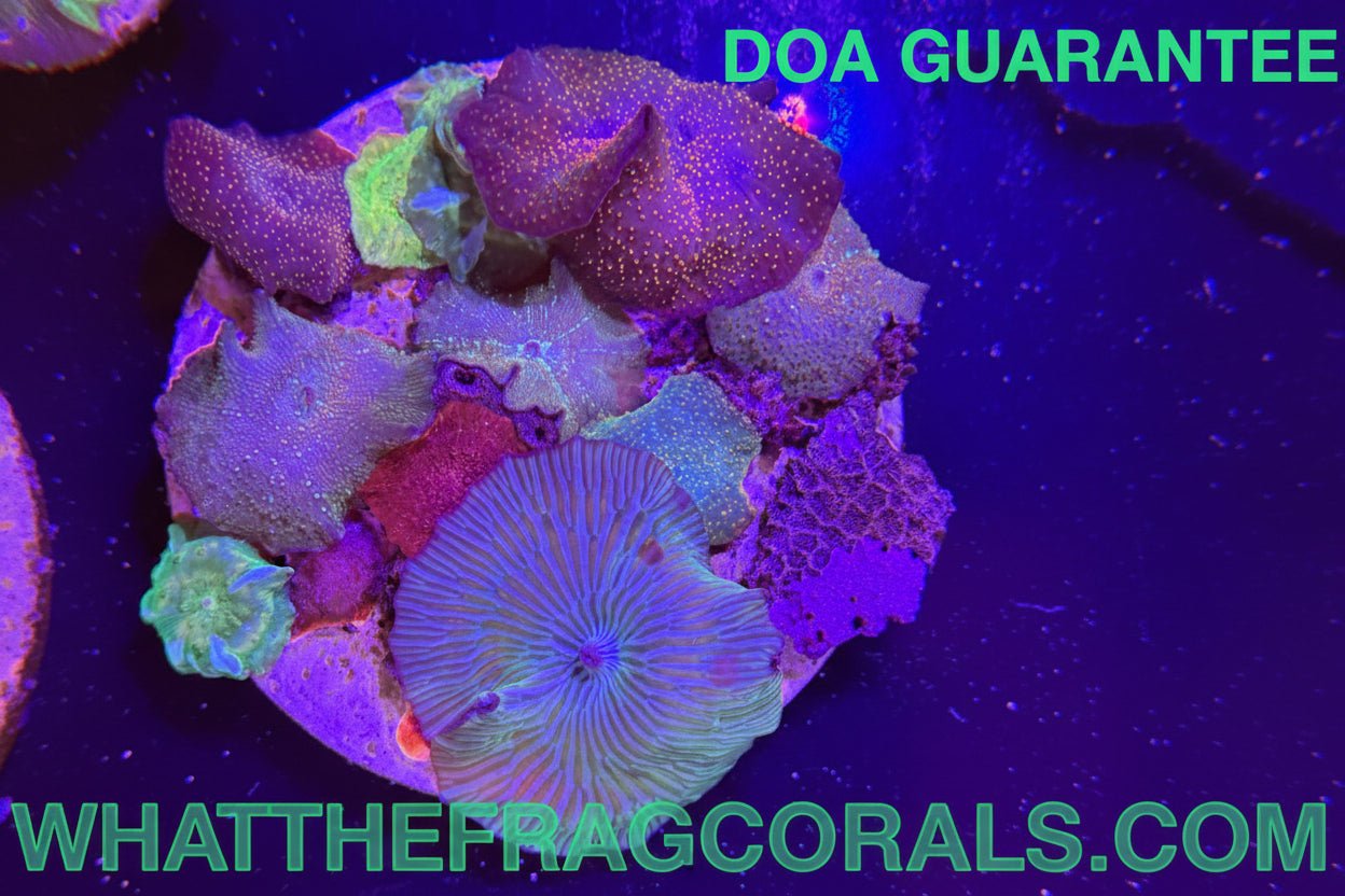 WYSIWYG Signature Mixed Disco Mushrooms Colony - What The Frag Corals