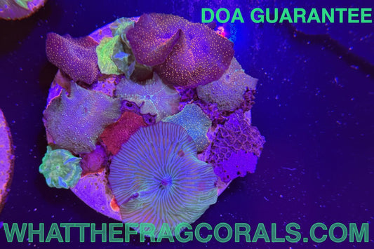 WYSIWYG Signature Mixed Disco Mushrooms Colony - What The Frag Corals