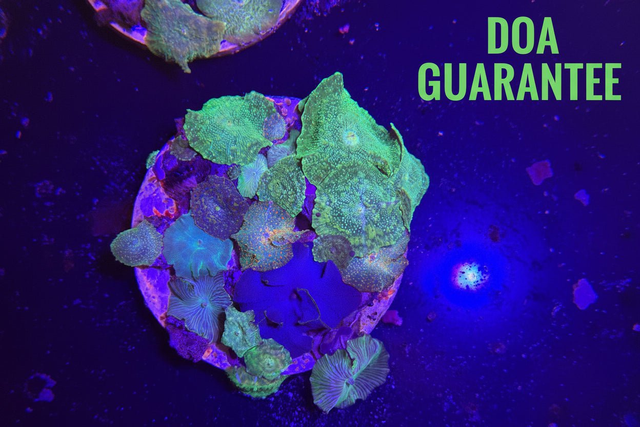 WYSIWYG Signature Mixed Disco Mushrooms Colony - What The Frag Corals