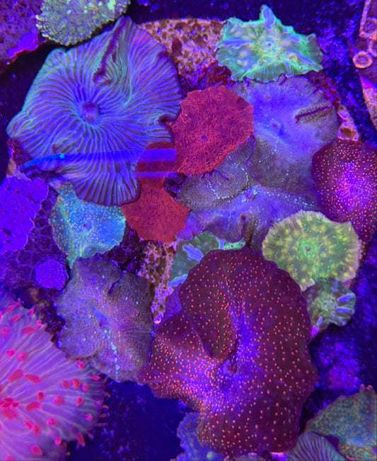 WYSIWYG Signature Mixed Disco Mushrooms Colony - What The Frag Corals