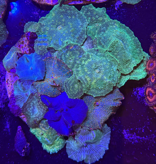 WYSIWYG Signature Mixed Disco Mushrooms Colony - What The Frag Corals