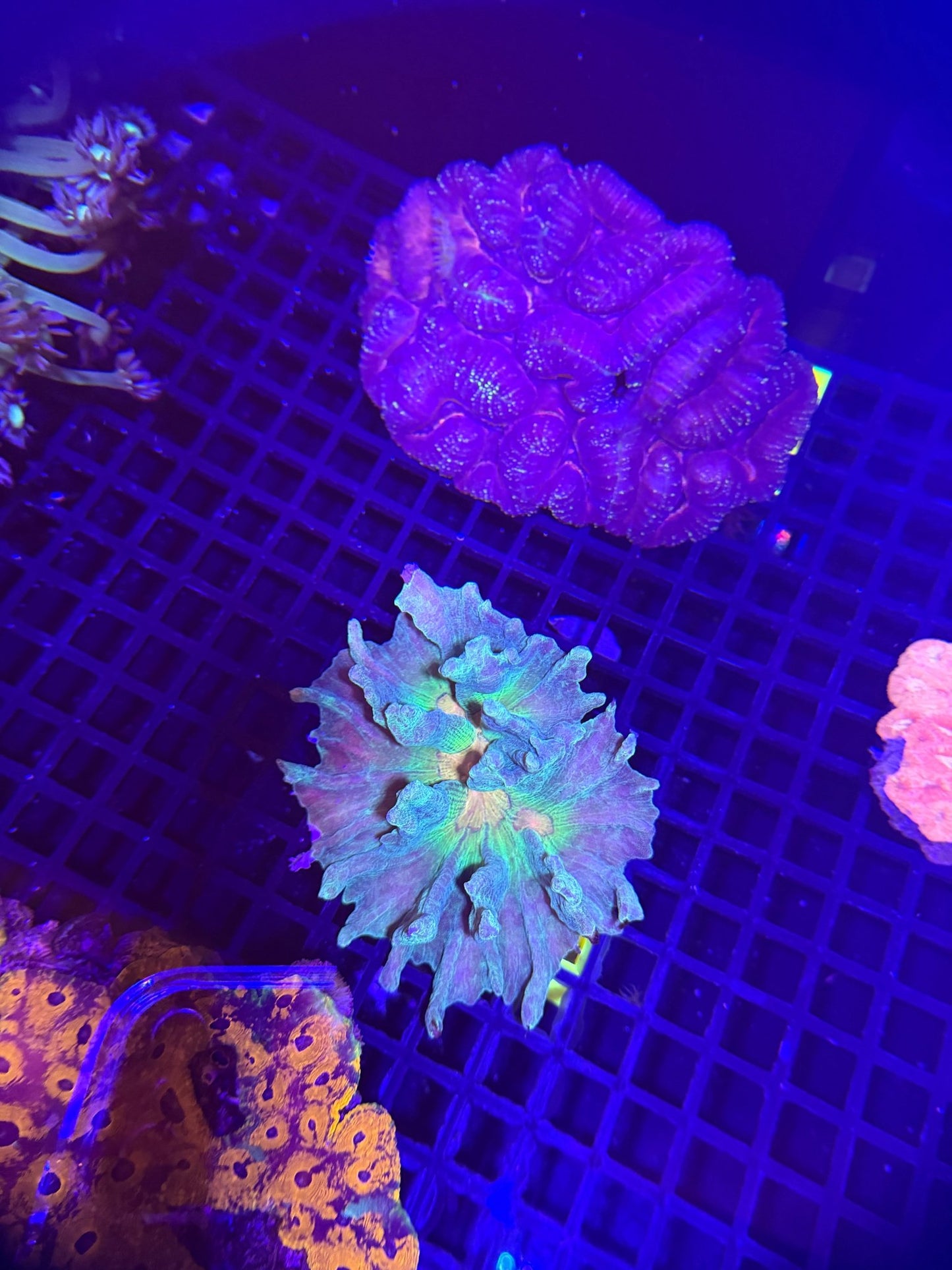 WYSIWYG Spiny Cup Pectinia Coral - What The Frag Corals