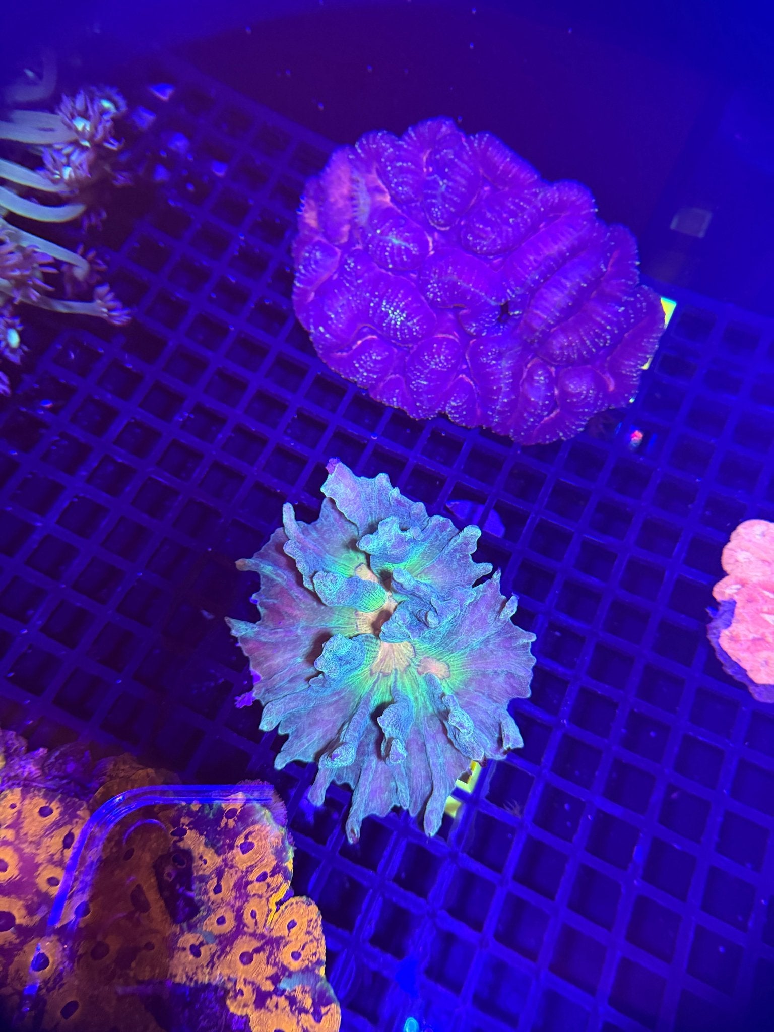 WYSIWYG Spiny Cup Pectinia Coral - What The Frag Corals