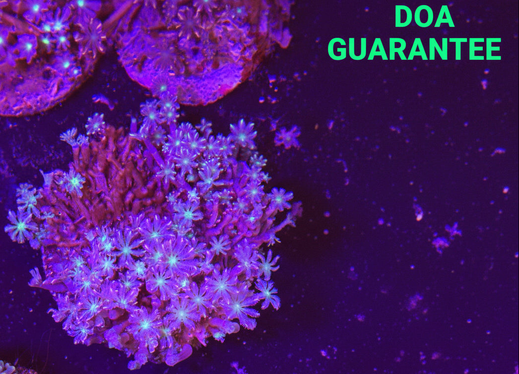 WYSIWYG Star Polyp Colony - What The Frag Corals