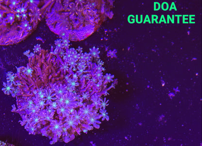 WYSIWYG Star Polyp Colony - What The Frag Corals