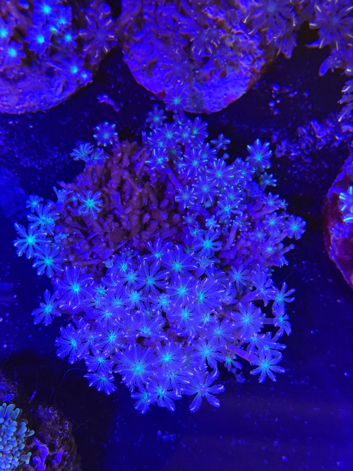 WYSIWYG Star Polyp Colony - What The Frag Corals