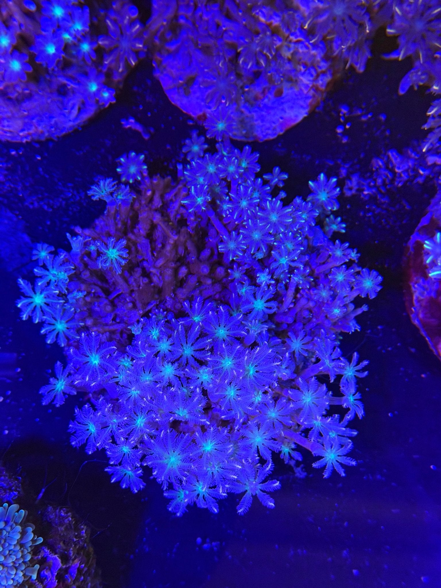 WYSIWYG Star Polyp Colony - What The Frag Corals