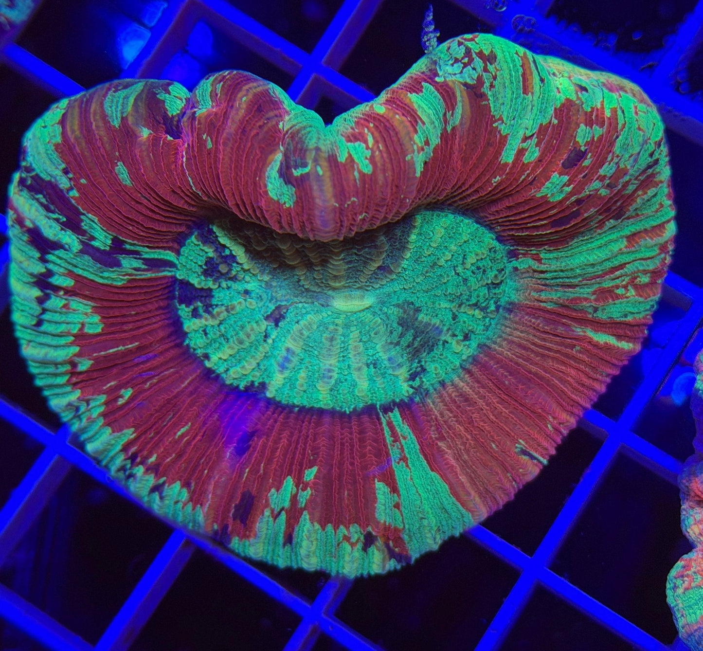 WYSIWYG Trachyphyllia Multi Color by What The Frags Corals