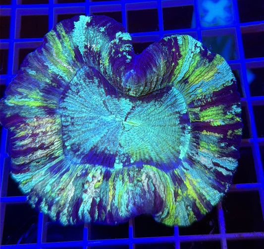 WYSIWYG Trachyphyllia Multi Color Large by What The Frags Corals