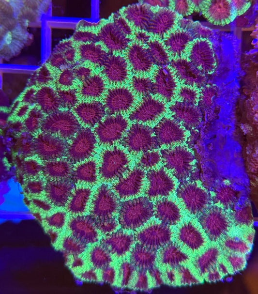 WYSIWYG ULTRA Bright Favia Large - What The Frags Corals