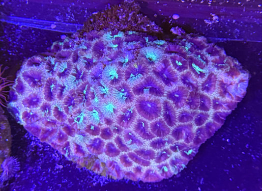 WYSIWYG ULTRA Bright Favia Large - What The Frag Corals