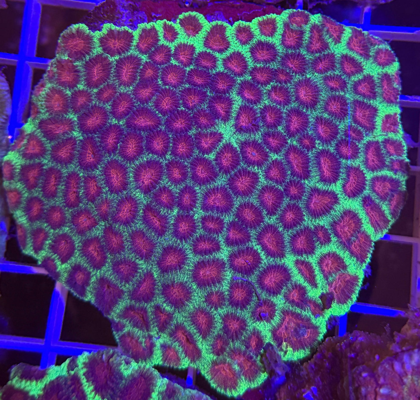 WYSIWYG ULTRA Bright Favia Large - What The Frags Corals