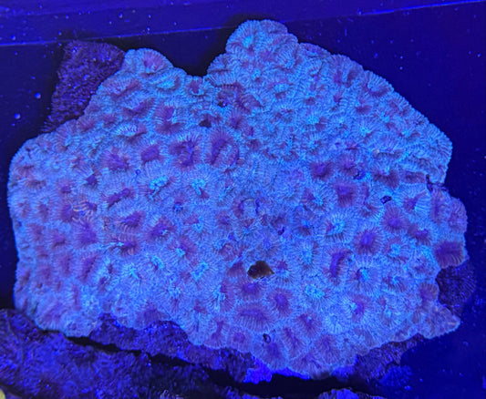 WYSIWYG ULTRA Bright Favia Large - What The Frag Corals