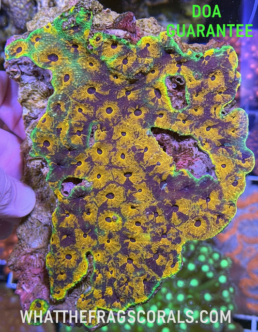 WYSIWYG War Coral Favites Rainbow Extra Large - What The Frag Corals