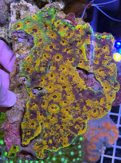 WYSIWYG War Coral Favites Rainbow Extra Large - What The Frag Corals