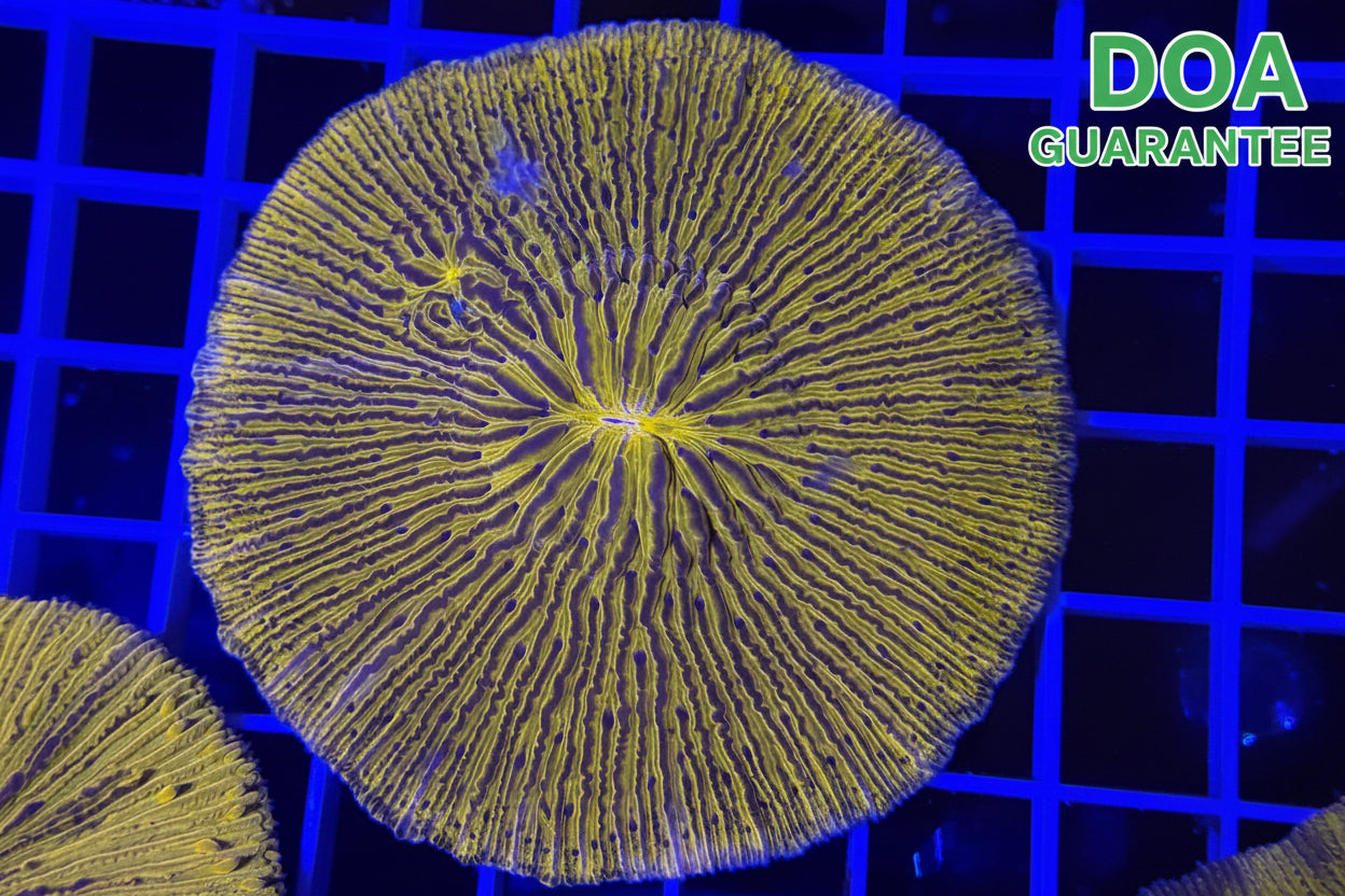 WYSIWYG Yellow and Purple Plate Coral Large - What The Frags Corals