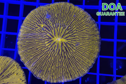 WYSIWYG Yellow and Purple Plate Coral Large - What The Frags Corals