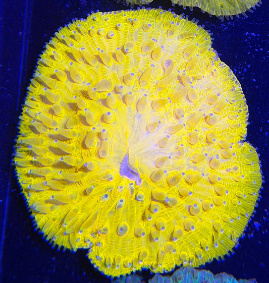 WYSIWYG Yellow Plate Coral - What The Frag Corals