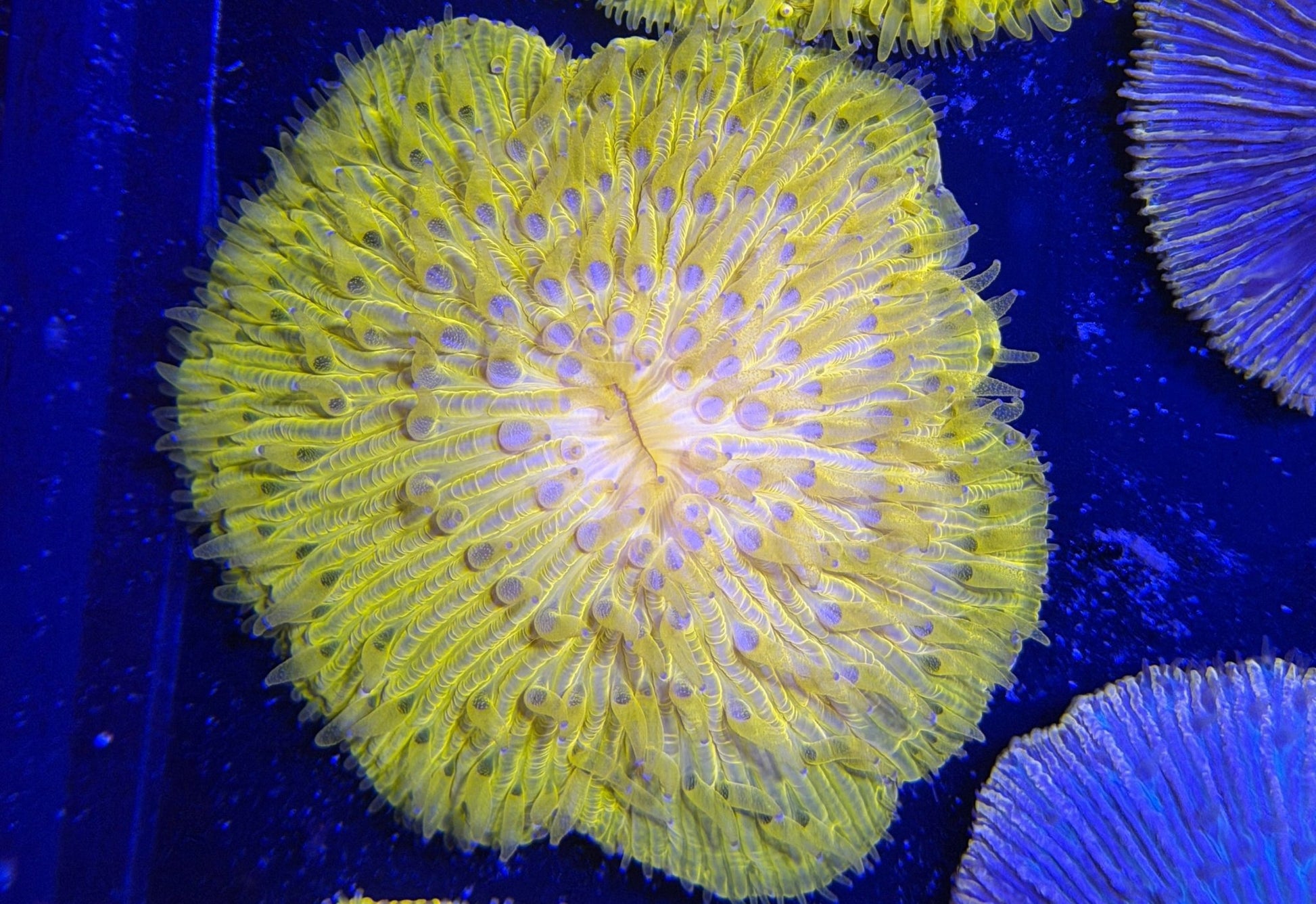 WYSIWYG Yellow Plate Coral - What The Frag Corals